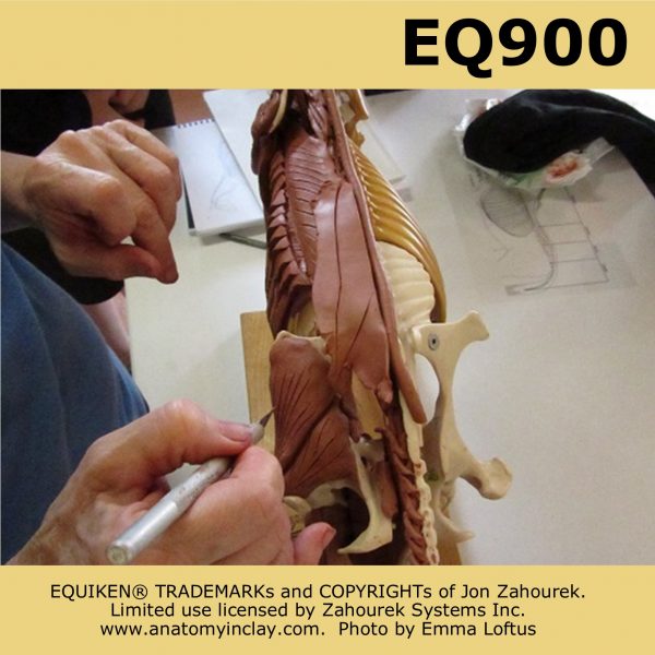 EQ900: Anatomy Discovery Workshop Clay & Hands On